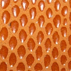 Muestra Fantasía Anaconda de Zapatillas Coral